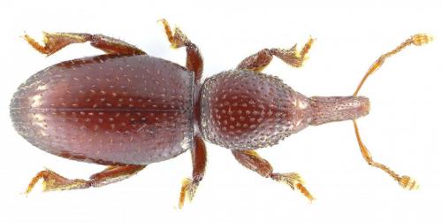 Derosasius damryi